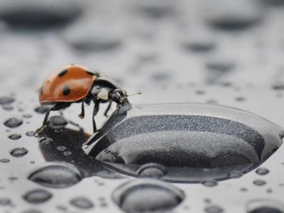 dpa-Bild des Jahres 2010 - 1. Platz Feature: Über Wassertropfen bahnt sich dieser Marienkäfer am 28.07.2010 bei Gelnhausen in Hessen seinen Weg. dpa-Bild des Jahres 2010