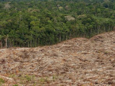 Der Erde droht bis zum Jahr 2050 ein Verlust von 230 Millionen Hektar Waldfläche. (Archivbild) Waldverlust