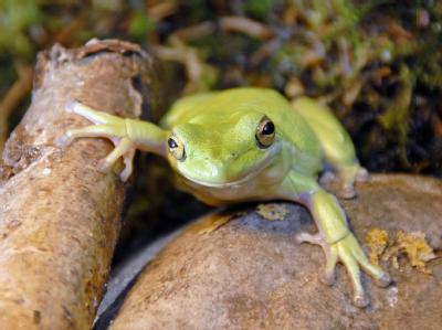 Der getötete Frosch - hier das Bild eines Laubfrosches im Wildpark Eekholt - konnte nach Ansicht seines Besitzers gar nicht quaken. Frosch