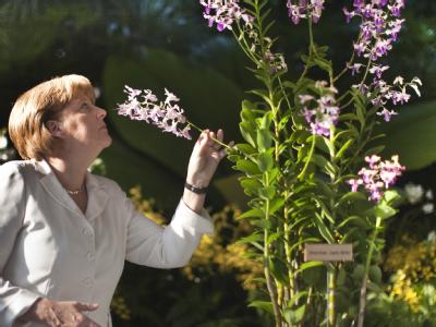 Bundeskanzlerin Merkel (CDU), hier im Orchideengarten in Singapur, muss sich heftige Kritik aus der eigenen Partei anhören. Kanzlerin Merkel