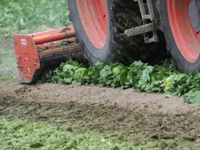 Landwirte und der deutsche Lebensmittel-Einzelhandel leiden erheblich unter der EHEC-Seuche. EHEC-Krise: Einnahmeausfälle bei Gemüsebauern