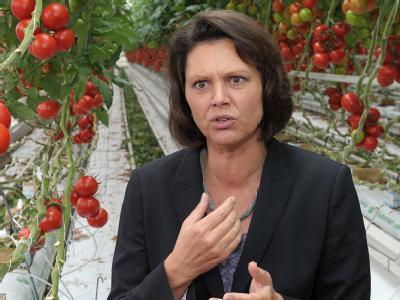 Bundeslandwirtschaftsministerin Ilse Aigner beim Besuch eines Tomaten-Anbaubetriebes. Aigner