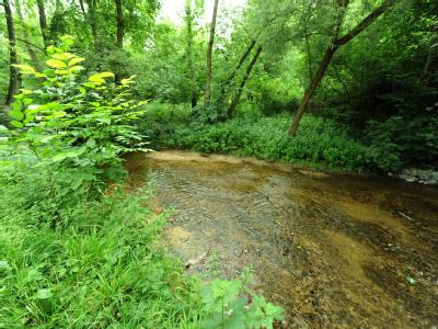 Im Wasser des Erlenbachs konnte erstmalig die gefährliche EHEC-Variante 0104:H4 nachgewiesen werden. Erlenbach