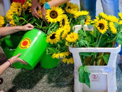 Atomkraft? Nein Danke: Sonnenblumen werden Delegierten beim Landesparteitag von Bündnis 90/Die Grünen am Freitag (17.06.2011) in Dresden gegossen. Grüne