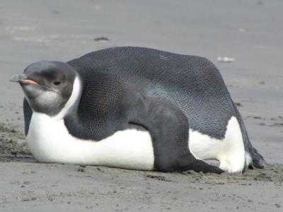 «Luckyfeet», der Pinguin, der sich aus der Antarktis nach Neuseeland verirrt hat, liegt erschöpft an einem Strand auf der Nordinsel Neuseelands (Foto vom 22.06.2011). Verirrter Pinguin
