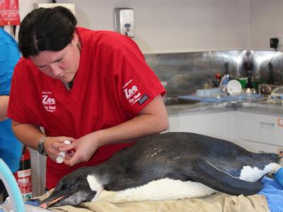 Tierärztin Lisa Argilla untersucht den Kaiserpinguin. Foto: Kate Baker/Wellington Zoo Kaiserpinguin in Neuseeland