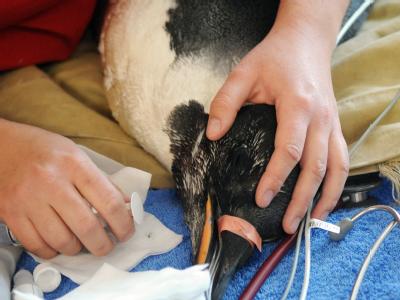 Wieso sich der Pinguin an die neuseeländische Küste verirrte, ist unklar. Foto: Kate Baker/Wellington Zoo Kaiserpinguin in Neuseeland