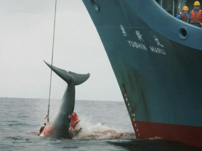 Das Schiff Yushin Maru der japanische Walfangflotte verletzt mit einer ersten Harpune einen Wal und tötet das schwer verletzte Tier anschließend mit drei weiteren Harpunen. Die Walfangländer Japan, Norwegen und Island haben bei der 63. Internationalen Wal Walfang