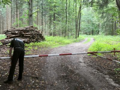 In einem Wald in Niedersachsen haben drei Teenager Selbstmord begangen. Waldweg