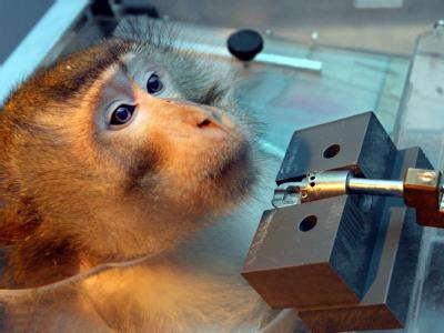Ein Langschwanzmakake bei einem wissenschaftlichen Experiment. (Archiv) Affenexperiment