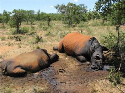 Von Wilderern getötete Nashörner im Distrikt Waterberg, 350 Kilometer nordwestlich von Johannesburg (Archivfoto). Nashorn-Wilderei