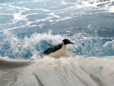 Der entscheidende Moment. Verirrter Kaiserpinguin auf der Rückreise in die Antarktis