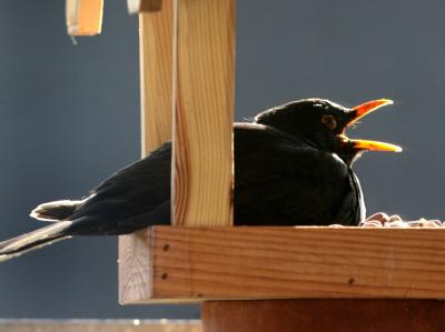 Wissenschaftler haben ein tropisches Virus in mehreren Organen einer toten Amsel aus Hessen nachgewiesen. Amsel