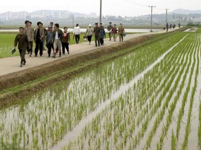 Misswirtschaft hat das an Bodenschätzen reiche Land ruiniert. Foto: Adrian Bradswaw/ Archiv. Landwirtschaft in Nordkorea