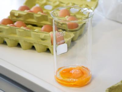 Auf einem Bio-Hof in NRW sind dioxinbelastete Eier gelegt worden. Foto: Friso Gentsch Eier im Labor