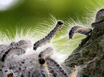 Raupen des Eichenprozessionsspinners kriechen auf einem Baumstamm entlang. Die für den Menschen gefährliche Raupe des Eichenprozessionsspinners breitet sich in Deutschland immer weiter aus. Foto: Bernd Settnik/Archiv Eichenprozessionsspinner