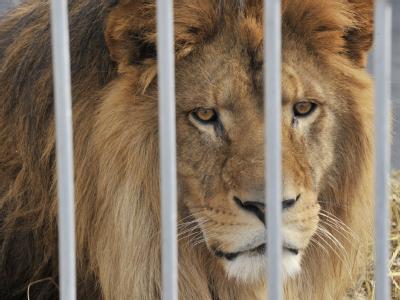 Durch Gitterstäbe hindurch beäugt ein Löwe auf dem Gelände eines Zirkus in Frankfurt den Fotografen. Foto: Boris Roessler dpa/Archiv Tierschutz im Grundgesetz