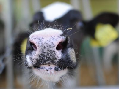 Gesunde Kälber in einem Stall in Wunstorf (Region Hannover). Nachdem Schafhalter totgeborene Lämmer zu beklagen hatten, traf die Tierseuche Kälber. Foto: Julian Stratenschulte Schmallenberg-Virus