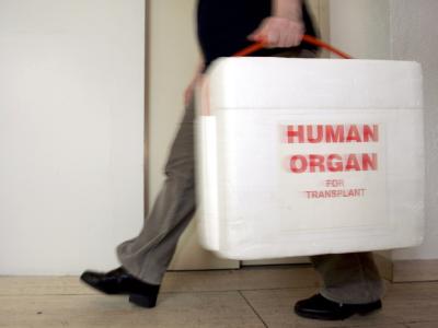 Kühlbox für Spenderorgane: Die Bundesbürger werden künftig regelmäßig nach ihrer Bereitschaft zur Organspende nach dem Tod gefragt. Foto: Frank May Organspende-Reform