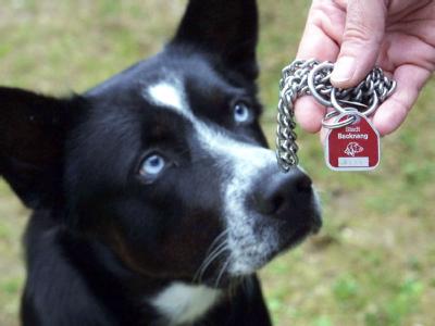 Ein Hundehalter zeigt in Backnang im Rems-Murr-Kreis die Steuermarke seines Hundes. Foto: Harry Melchert Hundesteuer
