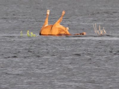 In Brandenburg nahe der Ortschaft Lütkenwisch treibt eine tote Kuh in der Elbe. Sie stammt aus einer Rinderherde im Landkreis Stendal, in der Milzbrand ausgebrochen war. Foto: Susan Ebel Kadaver in der Elbe