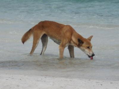 Ein Dingo trinkt am Lake McKenzie im australischen Quuensland. Foto: epa/Archiv Wildhund