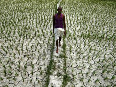 Ein Farmer geht durch ein verdorrtes Reisfeld im indischen Bundesstaat Assam (Archivfoto vom 18.08.2006). Klimawandel