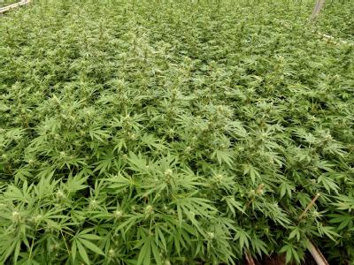 Die Einwohner der Gemeinde Rasquera haben für den Bau einer Cannabis-Plantage gestimmt. Foto: Robert van den Berge/Archiv Cannabis
