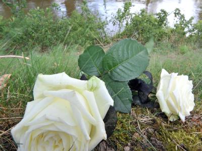 Zwei weiße Rosen liegen am Ufer eines Nebenarmes der Mulde in Eilenburg zum Gedenken an die tote Corinna. Gedenken an Corinna