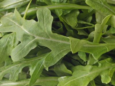Rucola (auch Rauke) ist eine beliebte Salatpflanze. In einer Supermarkt-Packung fand ein Kunde in Hannover Stängel einer giftigen Pflanze. Rucola