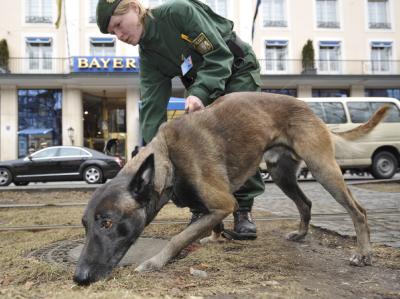 Eine Polizistin mit ihrem Spürhund sucht während der Sicherheitskonferenz, vor dem Hotel Münchner Sicherheitskonferenz