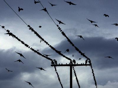 Mit Hilfe eines Fleischerhakens hat ein Mann illegal Strom von einer oberirdischen Leitung abgezapft. (Symbolbild) Oberleitung