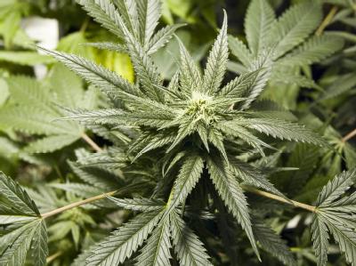 In Waldgebieten Mittelkaliforniens stießen Ermittler auf mehr als 330 000 Marihuana-Pflanzen. (Symbolbild) Marihuana