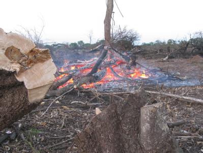 Illegale Rodung in Argentinien: Wenn Wald in Ackerfläche umgewandelt wird, verlieren viele Arten ihrem Lebensraum. Archivfoto: Iris Barth Illegale Rodung