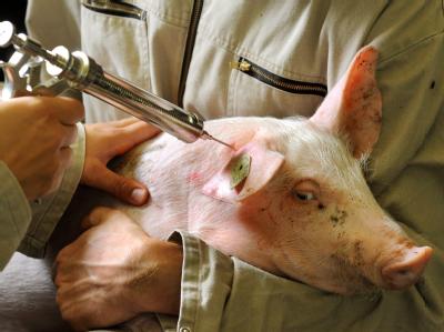 Ein Schwein wird mit einer Impfpistole geimpft. Foto: Waltraud Grubitzsch/Archiv Veterinärmediziner