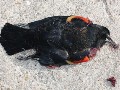 Toter Vogel in Bebee, Arkansas. Nicht nur in dem südlichen US-Bundesstaat sind zahlreiche Vogelkadaver gefunden worden, sondern auch im benachbarten Louisiana und in Schweden. (Foto: epa/Warren Watkins/The Daily Citizen, Searcy, Arkansas) Mysteriöses Vogelsterben