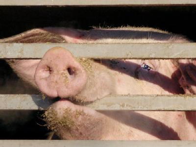 Ein Schwein schaut aus einem Tiertransporter. Foto: dpa / Symbolbild Tiertransport