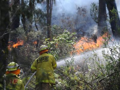 Feuerwehrmänner kämpfen in der Nähe von Sydney gegen die Flammen. Foto: Dean Lewins Feuerwehreinsatz