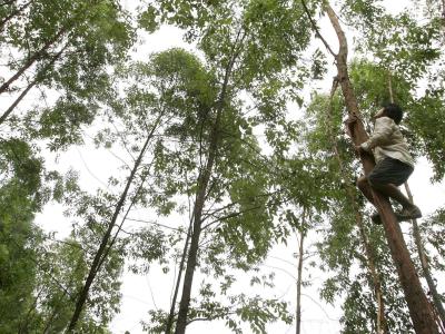 Eukalyptus-Bäume können Goldvorkommen aufspüren helfen. Foto: Michael Reynolds/Archiv Eukalyptus-Bäume