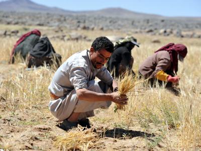 Ernte im Jemen: Das Land muss den Großteil seines Getreides importieren. Foto: Yahya Arhab Ernte im Jemen
