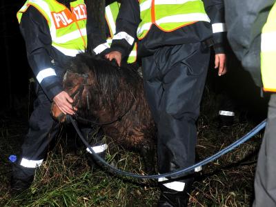 Rettungskräfte kümmern sich um edas völlig erschöpfte Pony. Foto: Feuerwehr Cloppenburg Mädchen und Pony aus Morast gerettet