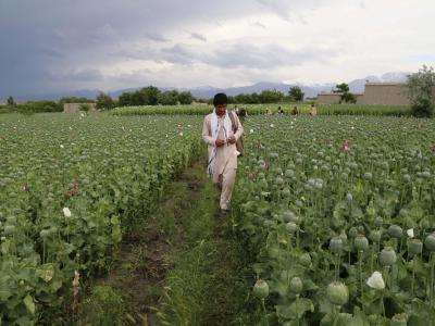 Schlafmohn, so weit das Auge reicht. Foto: S. Sabawoon Schlafmohn
