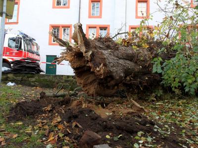 Im November 2012 stürzte dieser Baum in Trier um und verletzte eine Fußgängerin tödlich. Foto: Thomas Frey / Archiv Unglück