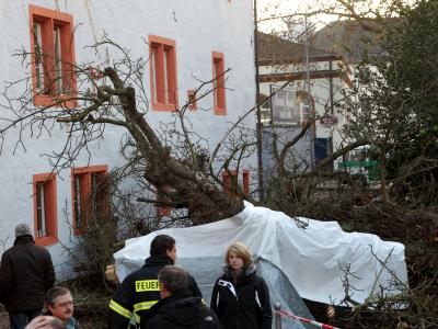 Der Baum brach oberhalb der Wurzel ab, stürzte um und begrub zwei Menschen unter sich. Foto: Thomas Frey / Archiv Unglück