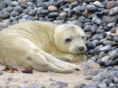 Nach dem Orkantief «Xaver» werden auf Helgoland fast 50 Robbenbabys vermisst. Foto: Rolf Blädel Robbe