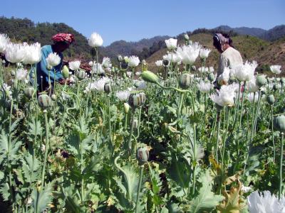 Arbeiter auf einem blühenden Opium-Feld in Birma. In dem südostasiatischen Land ist die Anbaufläche für Opium in diesem Jahr im Vergleich zum Vorjahr um 13 Prozent gewachsen. Foto: Unodc/epa Opium-Feld