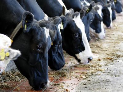 Erstmals seit 2007 ist in Brandenburg wieder ein Fall von BSE bei einem Rind nachgewiesen worden. Foto: Peter Steffen/Archiv Rinder im Stall