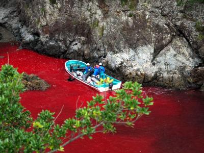 Das alljährlich stattfindende Gemetzel stößt weltweit auf Empörung. Foto: Sea Shepherd Conservation / Archiv Blut-Bucht