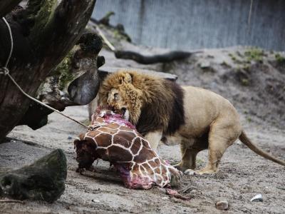 Die getötete Giraffe Marius wurde nach einer öffentlichen Obduktion an Löwen verfüttert. Foto: Kasper Palsnov Giraffe Marius