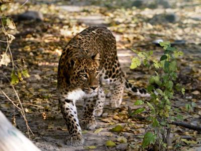 Ein Leopard hält die indische 1,3-Millionen-Stadt Meerut in Atem. Foto: Farooq Khan/Archiv Leopard